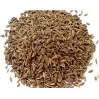 Dill Seeds