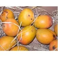 Alphonso Mango