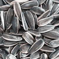 Sunflower Seed