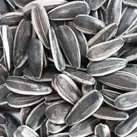 Sunflower Seed