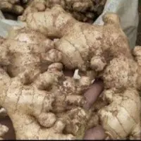 Fresh Ginger 