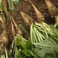 Chicory