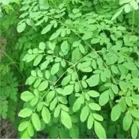 Moringa Leaves