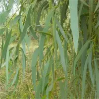 Eucalyptus Leaves