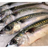 Mackerel Fish