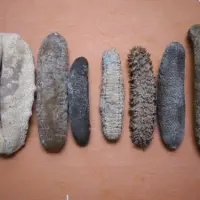 Dried Sea Cucumber