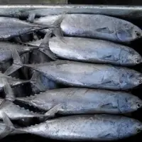 Frozen Bonito Fish