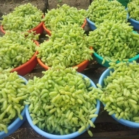 Fresh Grapes