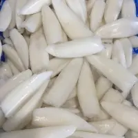 Loligo Squid Tube
