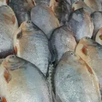Red Pomfret