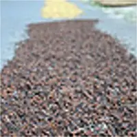 Raw Dried Cloves