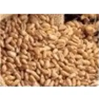 Wheat