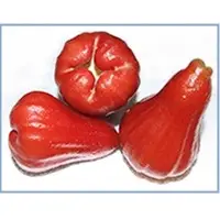 Rose Apples