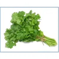 Coriander