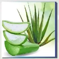 Aloe Vera Leaves