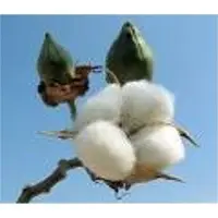 Raw cotton