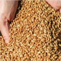Wheat