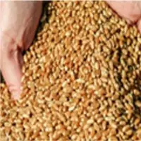 Wheat