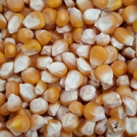 Yellow Corn
