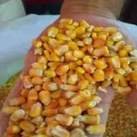 Yellow Corn For Human Consumption