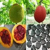 Gac Seeds