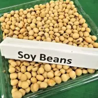 Soybean