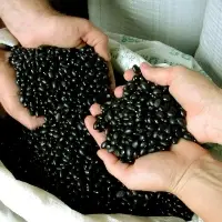 Black Bean