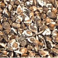 Moringa Seed