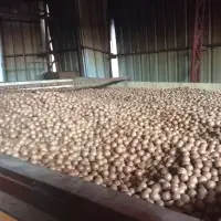 Macadamia Nuts