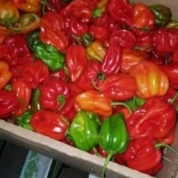 Chilli Pepper