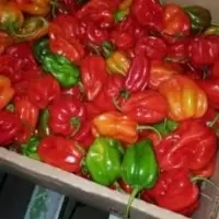 Chilli Pepper