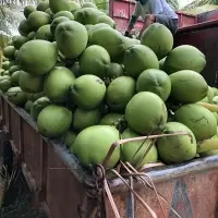 Fresh Coconut