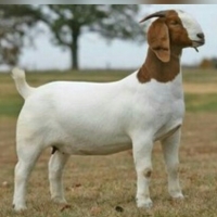Blood Boer Saanen Goats/ Live Kalahari Goats