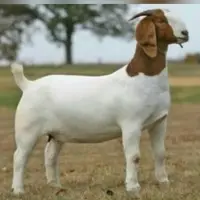 Blood Boer Saanen Goats/ Live Kalahari Goats