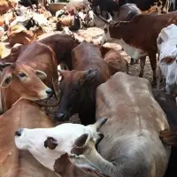 Live Dairy Cows And Pregnant Dutch Holstein