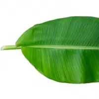 Banana Leaf