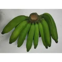 Cooking Banana Variant "Pisang Nangka"