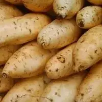 Sweet Potato