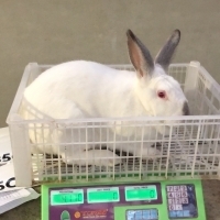 Rabbit