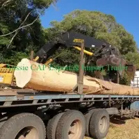 Queensland Silver Ash Logging