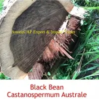 Bleack Bean Castanospermum Australe