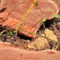Queensland Maple
