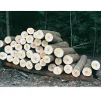 Hard maple