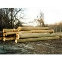 Yellow poplar