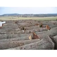 Black walnut
