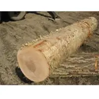 Yellow birch
