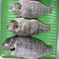 Frozen Tilapia Fish