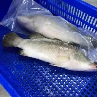 Frozen Barramundi ( Seabass ) Fish