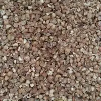Dried Indonesian Slice Betel Nut
