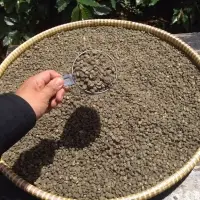 Pure Wild Kopi Luwak Arabica Coffee Green Bean